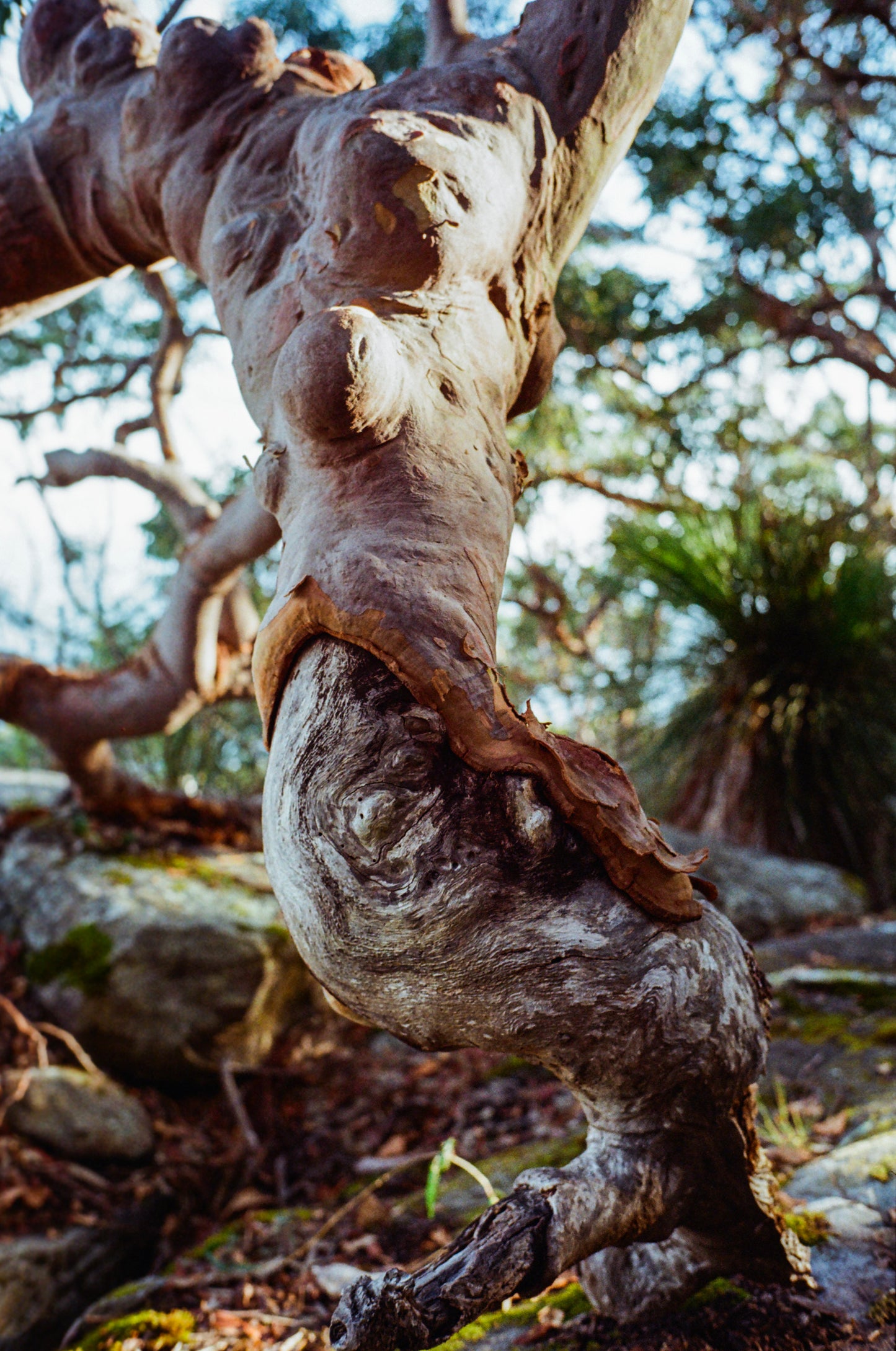Close-up of a twisted tree trunk with a blurred natural background