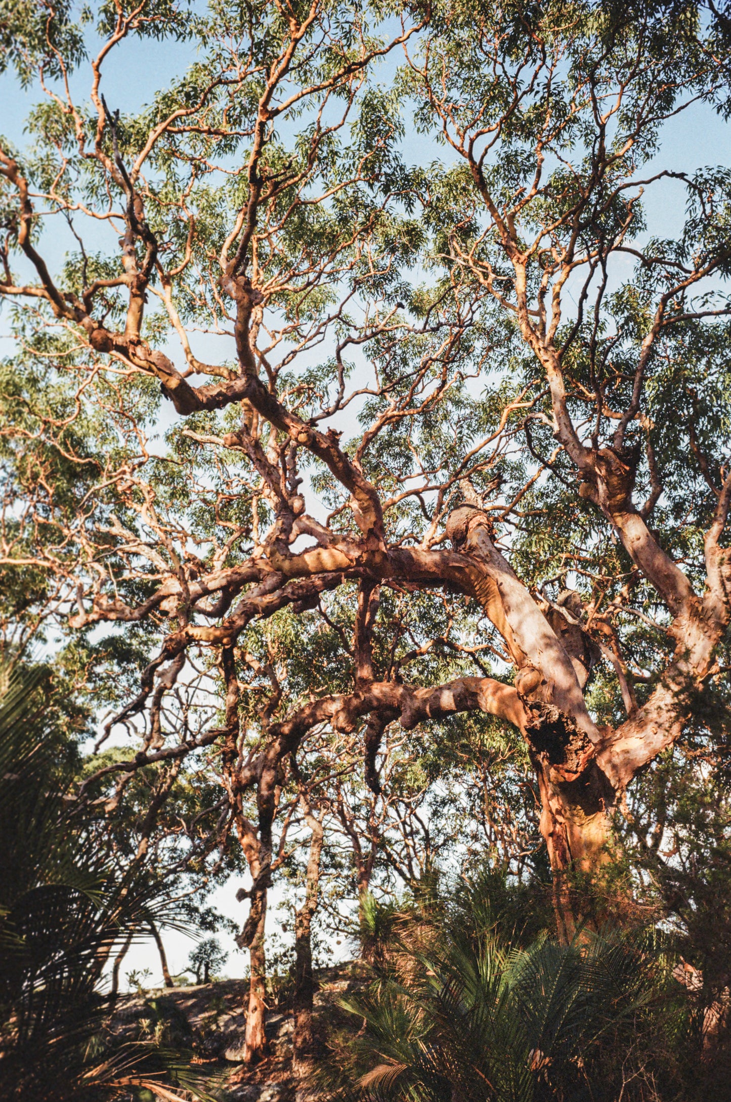 Bullimah Spur 70cm x 75cm